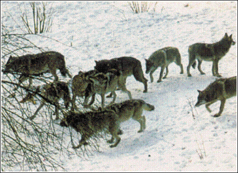 images_00927.gif